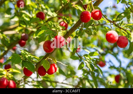 Les prunes pendent gracieusement des branches dans un verger ensoleillé, mettant en valeur leur riche couleur rouge sur un fond vibrant de feuillage luxuriant et de ciel bleu clair Banque D'Images