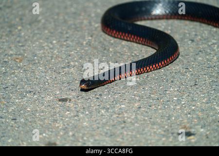 Gros plan du serpent noir à ventre rouge (Pseudechis porphyriacus) dans son habitat naturel à Logan Wetlands, Queensland, Australie. Banque D'Images