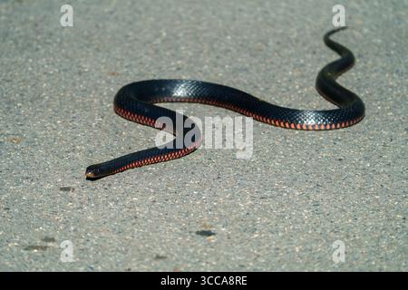 Gros plan du serpent noir à ventre rouge (Pseudechis porphyriacus) dans son habitat naturel à Logan Wetlands, Queensland, Australie. Banque D'Images