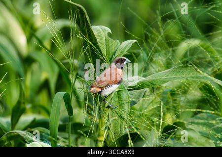 Mannikin (Lonchura castaneothorax) à la châtaigne dans un habitat naturel de zone humide à Logan Wetlands, Queensland, Australie. Banque D'Images
