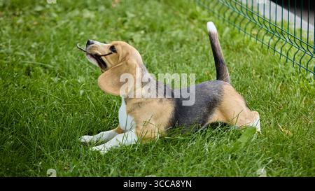 Chiot Beagle jouant avec bâton sur l'herbe avec une expression excitée Banque D'Images