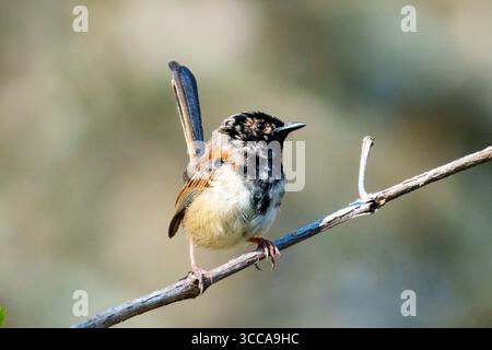 Fairywren à dos rouge (Malurus melanocephalus) perché sur une branche à Logan Wetlands, Queensland, Australie. Banque D'Images