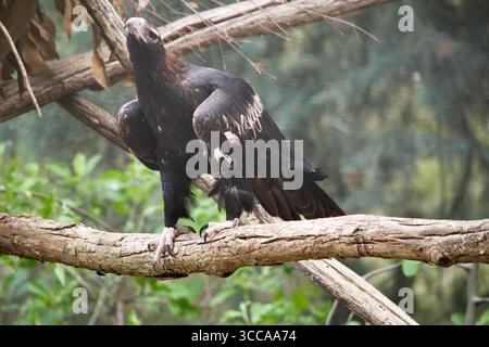 L'aigle à queue en coin est de couleur marron-noir foncé. Le bec de l'aigle à queue de Wedge est de la crème pâle. Banque D'Images