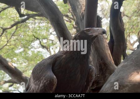 L'aigle à queue en coin est de couleur marron-noir foncé. Le bec de l'aigle à queue de Wedge est de la crème pâle. Banque D'Images