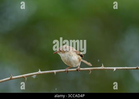 Superbe Fairywrens (Malurus cyaneus) dans son habitat naturel, Tasmanie, Australie. Banque D'Images