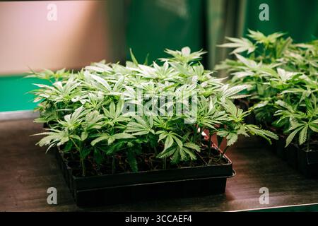 Jeunes plants de cannabis poussant dans un plateau de pépinière Banque D'Images