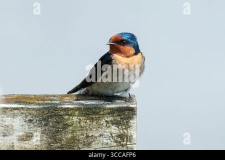 Hirondelle bienvenue perchée sur un poteau en bois Banque D'Images