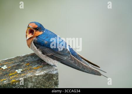 Paire d'hirondelles de bienvenue (Hirundo neoxena) perchées ensemble en Tasmanie, Australie. Banque D'Images