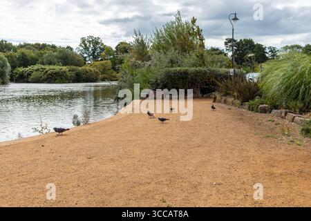 Pigeons beside a freshwater lake in Poole Park. Dorset, England UK Banque D'Images