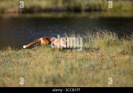 Renard roux (Vulpes vulpes) fourmillant dans la taïga de l'est de la Finlande. Photographié à Lentiira, Finlande Banque D'Images