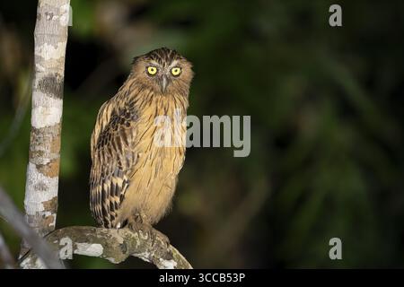 Sundafischuhu (Ketupa ketupu), Kota Kinabatangan, Sabah, Malaisie Banque D'Images