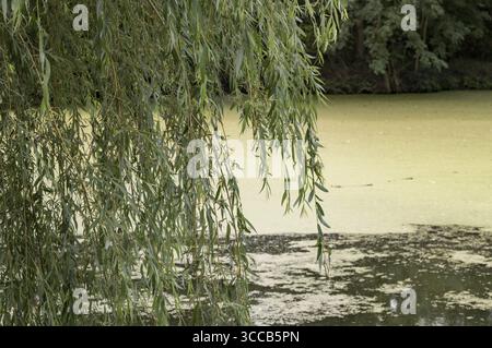 Branches de saule pleureur suspendues au-dessus de l'eau polluée du lac, concept de problèmes environnementaux Banque D'Images