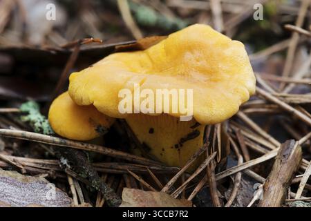 Champignons chanterelles comestibles orange vif poussant sur le sol dans une forêt de pins, Biélorussie Banque D'Images