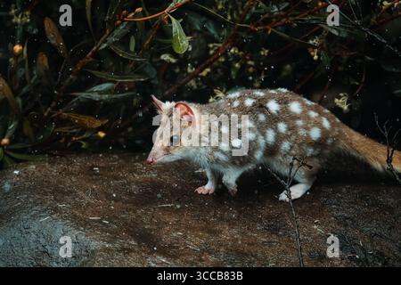 Portraits de la faune australienne, y compris wallaby, wombat, paon et animaux indigènes capturés dans des habitats naturels. Banque D'Images
