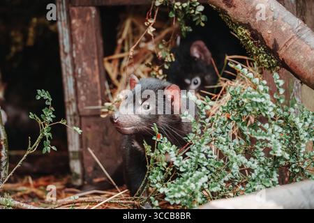 Portraits de la faune australienne, y compris wallaby, wombat, paon et animaux indigènes capturés dans des habitats naturels. Banque D'Images