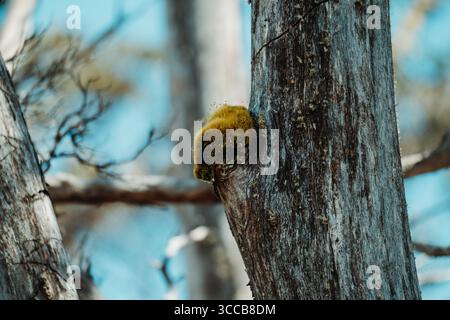 Portraits de la faune australienne, y compris wallaby, wombat, paon et animaux indigènes capturés dans des habitats naturels. Banque D'Images