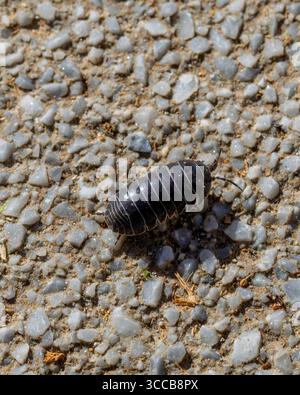 Armadillidium vulgare Common Pill Woodlouse Banque D'Images