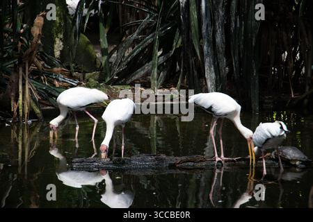 Quatre cigognes peintes (Mycteria leucocephala) oiseaux se nourrissant dans un étang peu profond d'un zoo. Capturés en lumière naturelle, montrant leurs longues jambes, bec courbé Banque D'Images