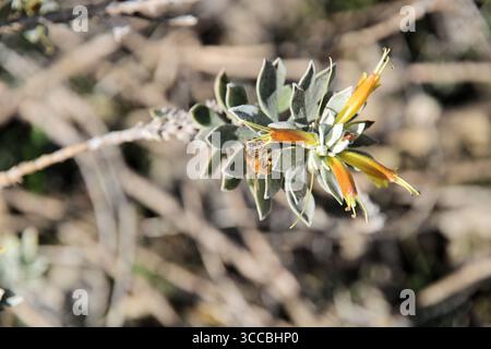 Abeille européenne (Apis mellifera) collectant le nectar de la fleur d'émeu Bush, Australie méridionale Banque D'Images
