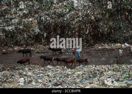 Chattogram, Bangladesh - 05 octobre 2020 : vue de bétail pataugant dans un paysage rempli de déchets, un contraste frappant avec les chiffres au milieu des déchets. Banque D'Images