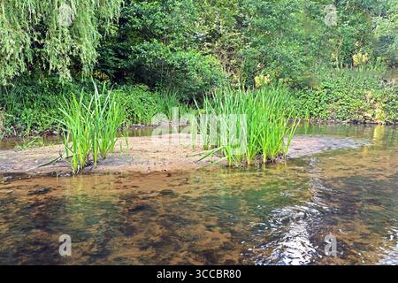 Sehenswürdigkeiten in Nordrhein-Westfalen Die Tüshaus-Mühle, BEI des es sich um eine Wassermühle am südlichen Rand des Waldgebiets in Dorsten-Deuten und die nähere Umgebung der traditionsreichen Gebäudes mit Grünflächen. Deuten Nordrhein-Westfalen Deutschland *** lieux d'intérêt en Rhénanie du Nord-Westphalie le moulin de Tüshaus, qui est un moulin à eau sur la bordure sud de la zone forestière à Dorsten Deuten et la zone environnante du bâtiment traditionnel avec des espaces verts Deuten Rhénanie du Nord-Westphalie Allemagne Banque D'Images
