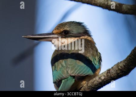 Roi pêcheur sacré (Todiramphus sanctus) perché sur branche à Brisbane, Queensland, Australie, roi pêcheur natif avec plumage turquoise et poitrine blanche Banque D'Images