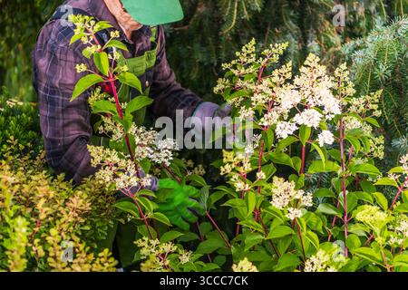 Un jardinier qualifié nourrit soigneusement des fleurs vibrantes et florissantes dans un jardin verdoyant, entouré de diverses plantes et feuillages au printemps. Banque D'Images