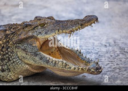 Crocodile cubain (Crocodylus rhombifer) à bouche ouverte, reptile de la famille des Crocodylidae, endémique de Cuba. Banque D'Images