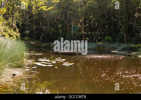 L'étang forestier tranquille reflète la lumière du soleil à travers les arbres dans la forêt environnante. Les coussins de lis flottent à la surface de l'eau et les herbes hautes Banque D'Images