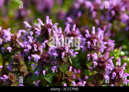 fleur violette sur la plante d'ortie sur le champ Banque D'Images