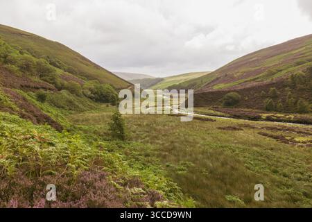 Une belle vue de Langden Brook dans la vallée de Langden dans la forêt de Bowland dans le Lancashire, Angleterre par une journée nuageuse, avec des saumons et de la bruyère. Banque D'Images