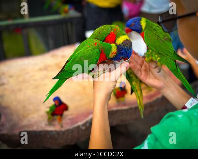 Les lorikeets colorés se nourrissent de la main d'une personne dans un cadre extérieur animé avec un environnement de zoo flou Banque D'Images