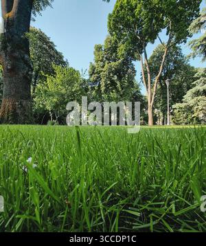 Pelouse dans un parc - angle de caméra bas. Garez-vous dans une ville avec de grands arbres hauts, scène remplie de lumière matinale brillante. Banque D'Images