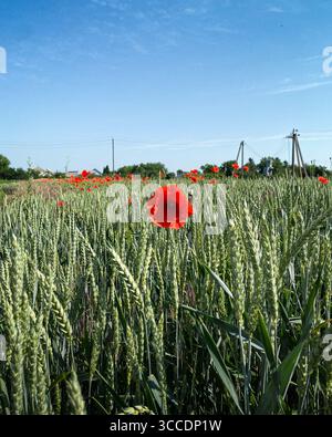 Fleur de pavot dans le champ de blé. Champ de blé vert avec quelques coquelicots rouges par une journée ensoleillée. Vue rapprochée de quelques coquelicots rouges (mise au point sélective). Banque D'Images