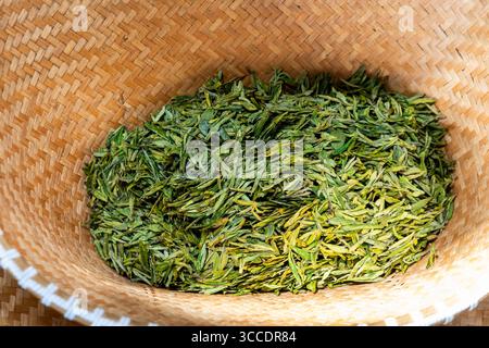 Thé longjing desséché qui a été frit à la poêle stocké dans un panier en rotin pour le processus de séchage ultérieur Banque D'Images