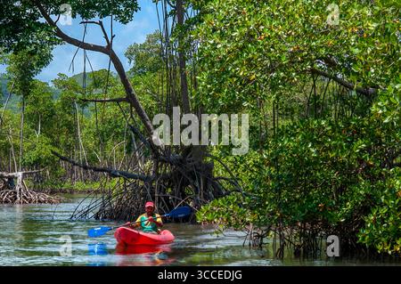 27 juillet 2009, Samana, Republica Dominicana : kayak dans la forêt tropicale, mangroves. L'écotourisme. Parc national Los Haitises, Sabana de la Mar, République Dominicaine...le parc national Los Haitises est un parc national situé sur la côte nord-est éloignée de la République Dominicaine qui a été créé en 1976. Il se compose d'un plateau karstique calcaire avec des collines coniques, des gouffres et des cavernes, et il y a une grande zone de forêt de mangrove sur la côte. D'autres parties du parc sont recouvertes de forêt humide subtropicale et la région a des précipitations annuelles d'environ 2 000 mm (79 po). Le parc contient un numbe Banque D'Images