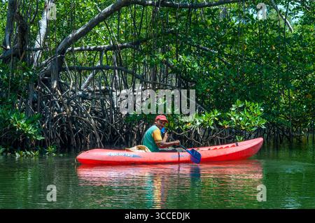 27 juillet 2009, Samana, Republica Dominicana : kayak dans la forêt tropicale, mangroves. L'écotourisme. Parc national Los Haitises, Sabana de la Mar, République Dominicaine...le parc national Los Haitises est un parc national situé sur la côte nord-est éloignée de la République Dominicaine qui a été créé en 1976. Il se compose d'un plateau karstique calcaire avec des collines coniques, des gouffres et des cavernes, et il y a une grande zone de forêt de mangrove sur la côte. D'autres parties du parc sont recouvertes de forêt humide subtropicale et la région a des précipitations annuelles d'environ 2 000 mm (79 po). Le parc contient un numbe Banque D'Images