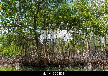 27 juillet 2009, Samana, Republica Dominicana : forêt tropicale, mangroves. L'écotourisme. Parc national Los Haitises, Sabana de la Mar, République Dominicaine...le parc national Los Haitises est un parc national situé sur la côte nord-est éloignée de la République Dominicaine qui a été créé en 1976. Il se compose d'un plateau karstique calcaire avec des collines coniques, des gouffres et des cavernes, et il y a une grande zone de forêt de mangrove sur la côte. D'autres parties du parc sont recouvertes de forêt humide subtropicale et la région a des précipitations annuelles d'environ 2 000 mm (79 po). Le parc contient un certain nombre de h différents Banque D'Images