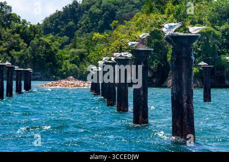 27 juillet 2009, Samana, République dominicaine : Terne royale (Sterna maxima) perchée sur un quai abandonné, le parc national Los Haitises surnommé la baie d'Halong des Caraïbes. Mangroves, riche forêt tropicale, oiseaux tropicaux multicolores et lamantins. La côte est parsemée de petits îlots où nichent les frégates et les pélicans. Péninsule de Samana, République dominicaine (crédit image : © Sergi Reboredo/ZUMA Press Wire) Banque D'Images