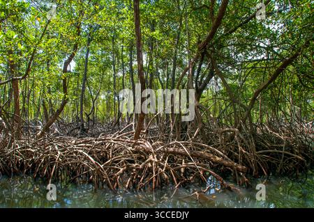 27 juillet 2009, Samana, Republica Dominicana : forêt tropicale, mangroves. L'écotourisme. Parc national Los Haitises, Sabana de la Mar, République Dominicaine...le parc national Los Haitises est un parc national situé sur la côte nord-est éloignée de la République Dominicaine qui a été créé en 1976. Il se compose d'un plateau karstique calcaire avec des collines coniques, des gouffres et des cavernes, et il y a une grande zone de forêt de mangrove sur la côte. D'autres parties du parc sont recouvertes de forêt humide subtropicale et la région a des précipitations annuelles d'environ 2 000 mm (79 po). Le parc contient un certain nombre de h différents Banque D'Images