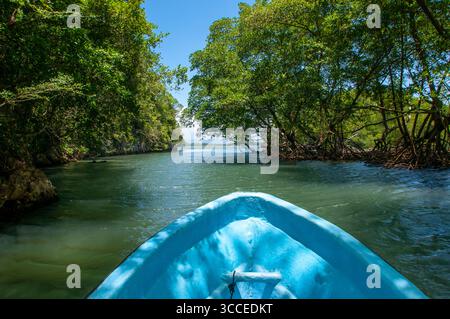 27 juillet 2009, Samana, Republica Dominicana : excursion en bateau dans la forêt tropicale, les mangroves. L'écotourisme. Parc national Los Haitises, Sabana de la Mar, République Dominicaine...le parc national Los Haitises est un parc national situé sur la côte nord-est éloignée de la République Dominicaine qui a été créé en 1976. Il se compose d'un plateau karstique calcaire avec des collines coniques, des gouffres et des cavernes, et il y a une grande zone de forêt de mangrove sur la côte. D'autres parties du parc sont recouvertes de forêt humide subtropicale et la région a des précipitations annuelles d'environ 2 000 mm (79 po). Le parc contient un engourdi Banque D'Images