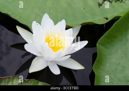 Nénuphar blanc américain, Nymphaea odorata Banque D'Images