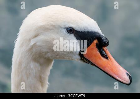Tête et long cou d'un cygne tuberculé en gros plan, Lucerne, Suisse Banque D'Images