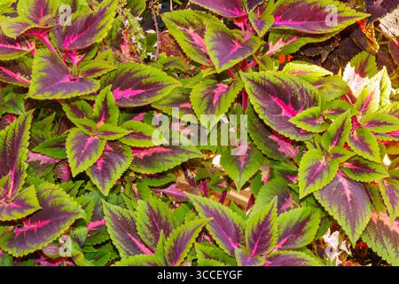 Les plantes coleus aux couleurs vives présentent un éventail de feuilles vertes et roses éclatantes, créant une atmosphère de jardin animée sous le soleil chaud de la mi-après-midi Banque D'Images