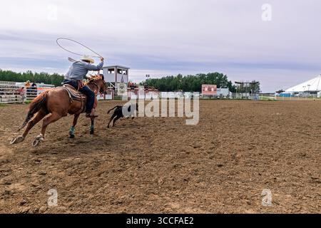 Cow-boy à cheval tente habilement de lasso un veau dans un événement de rodéo palpitant capturé lors de l'Enoch Indian Rodeo Alberta Canada Banque D'Images