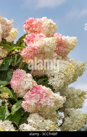 Gros plan d'hortensia rose éclatante. Banque D'Images