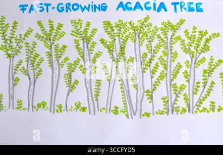Arbres d'acacia avec des feuilles, dessin à la main kidish Banque D'Images