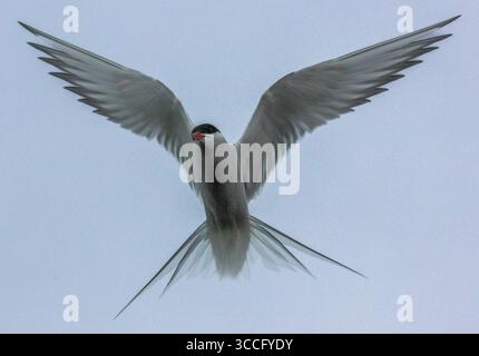Sterne arctique volant tout droit au-dessus, ailes déployées, capturées par en-dessous contre un ciel d'été bleu-gris doux, composition propre. Banque D'Images