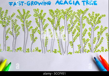 Arbres d'acacia à croissance rapide avec des feuilles, dessin à la main kidish Banque D'Images