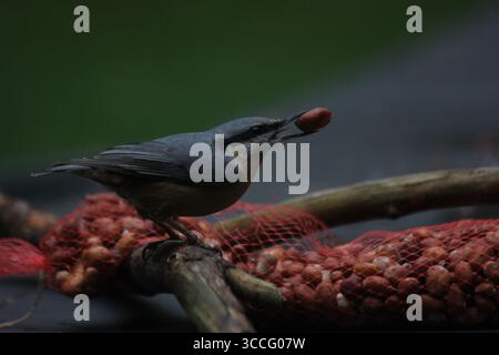 Une écoutille se perche sur une branche avec deux noix dans son bec, ailes pliées, prêtes à voler. Scène d'automne dans le sud des pays-Bas avec des noix dispersées. Banque D'Images